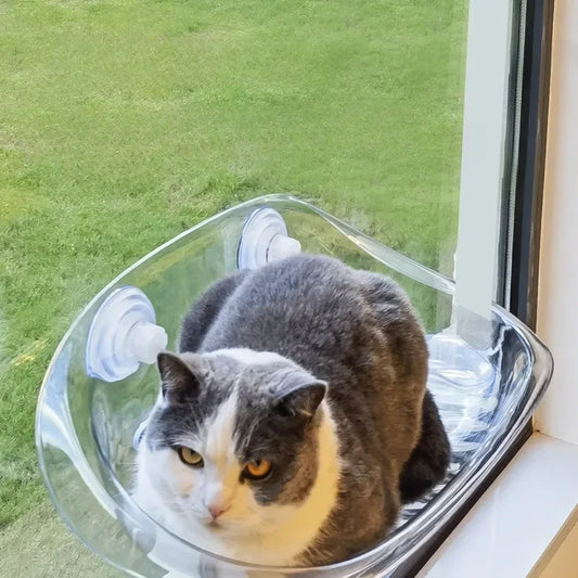 pet bed glass